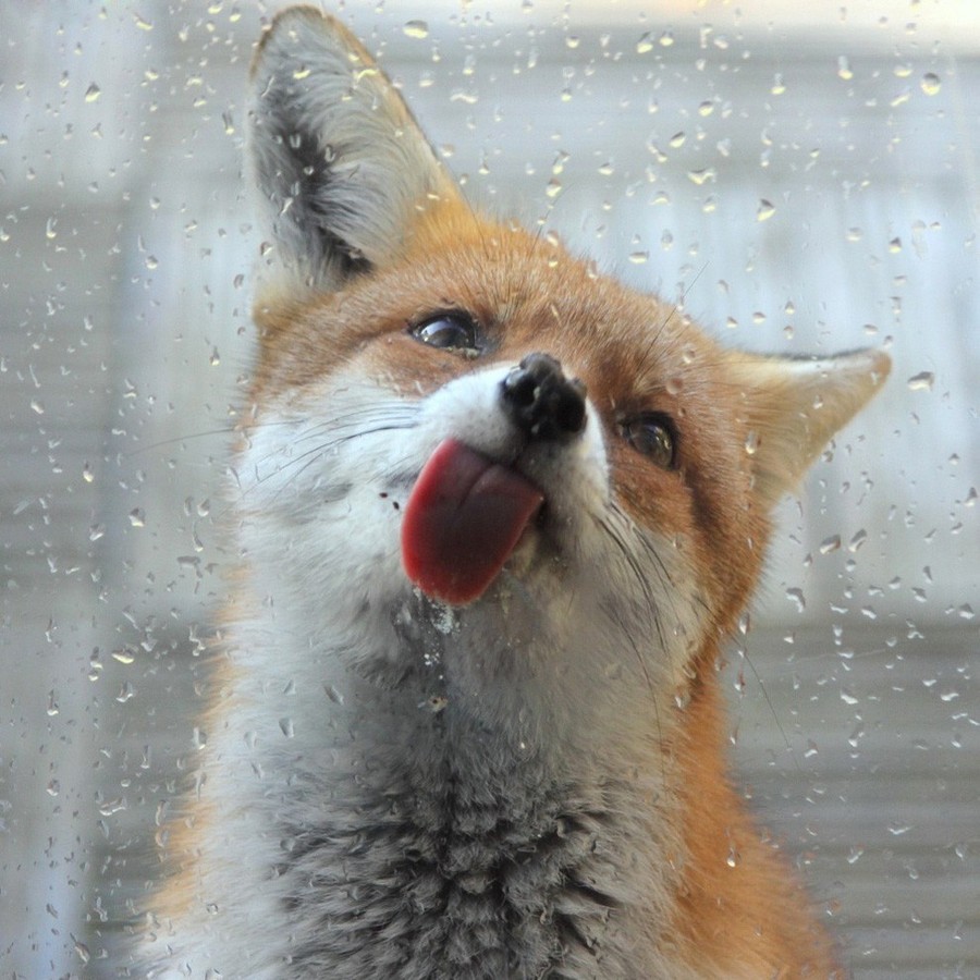 25 милых животных, которые лижут окна