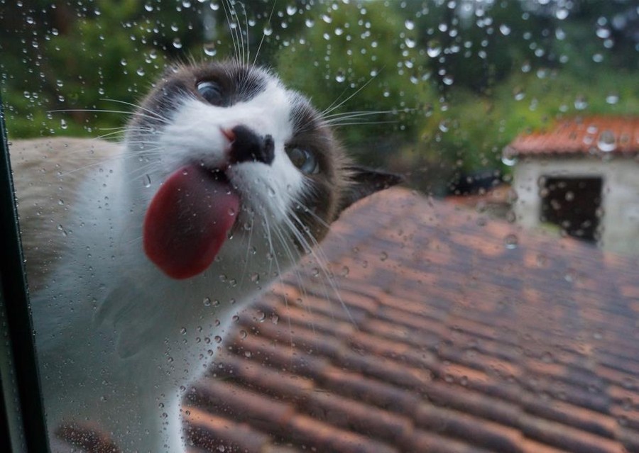 25 милых животных, которые лижут окна