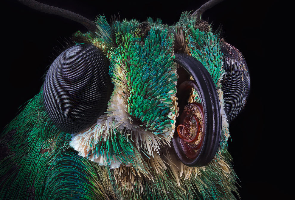 Макрофотографии насекомых от Василия Меньшова