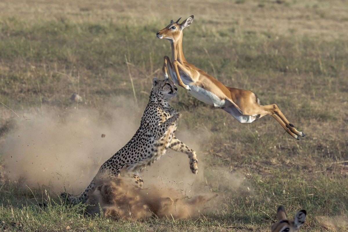 Кадры охоты гепарда на импалу