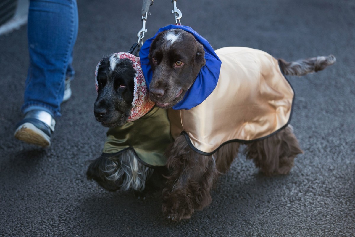 Выставка собак Crufts Dog Show 2019 проходит в Великобритании
