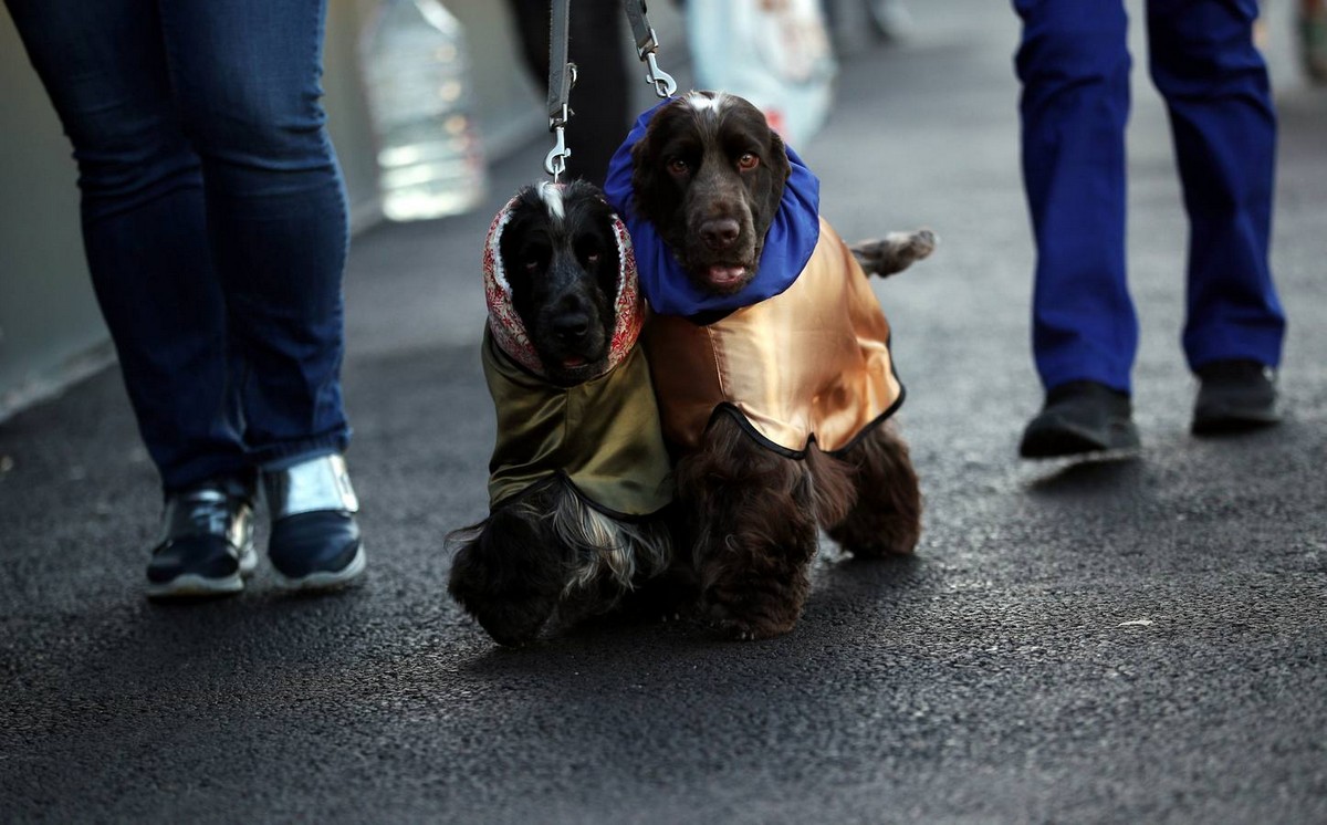 Выставка собак Crufts Dog Show 2019 проходит в Великобритании