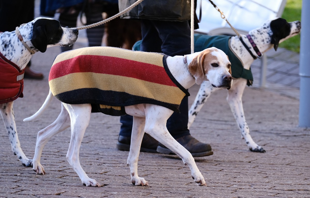 Выставка собак Crufts Dog Show 2019 проходит в Великобритании