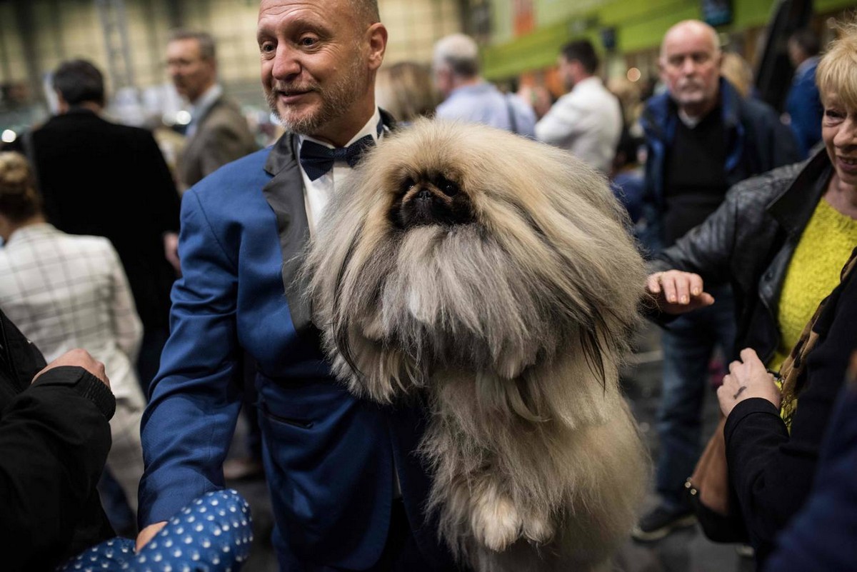 Выставка собак Crufts Dog Show 2019 проходит в Великобритании