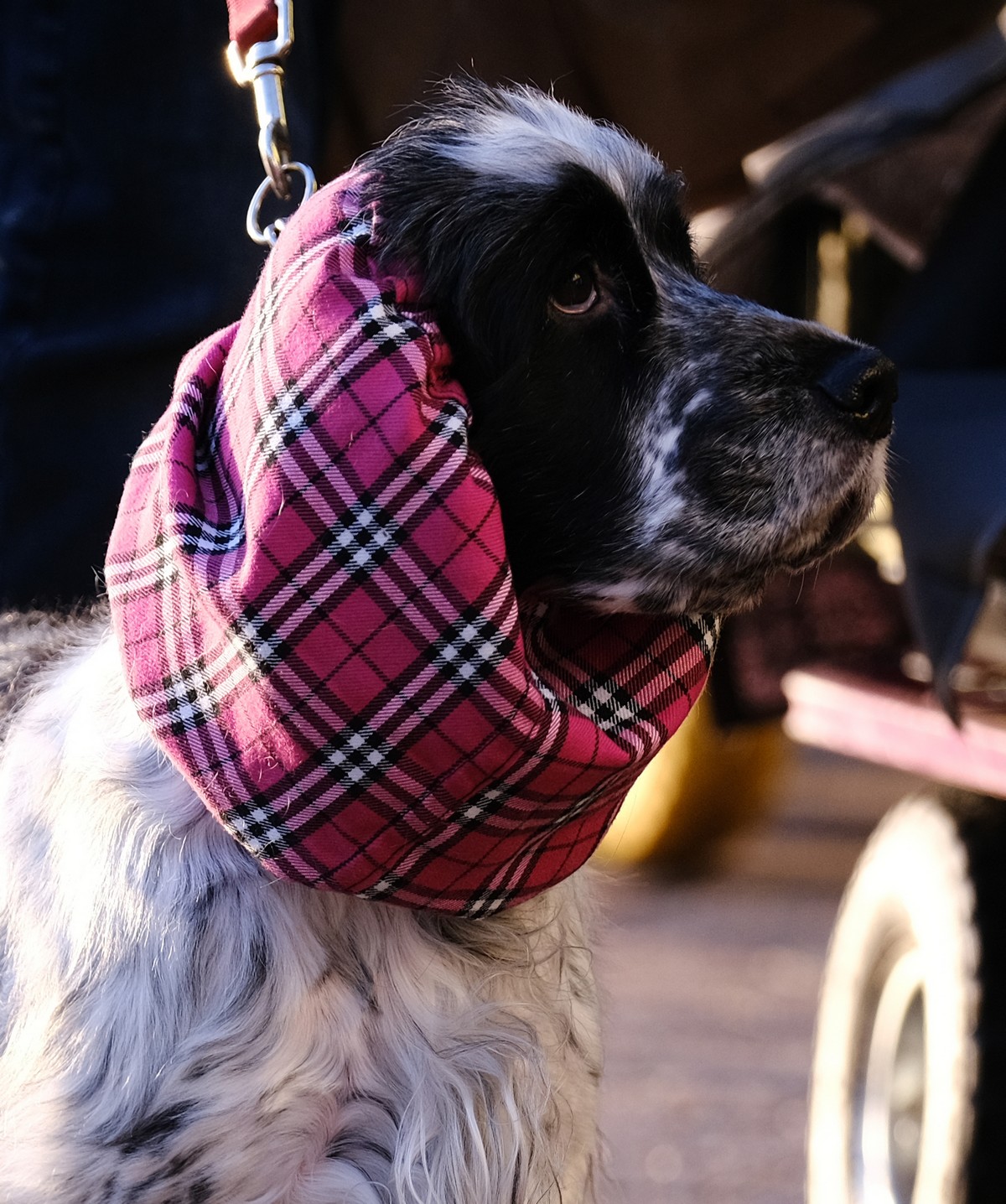 Выставка собак Crufts Dog Show 2019 проходит в Великобритании