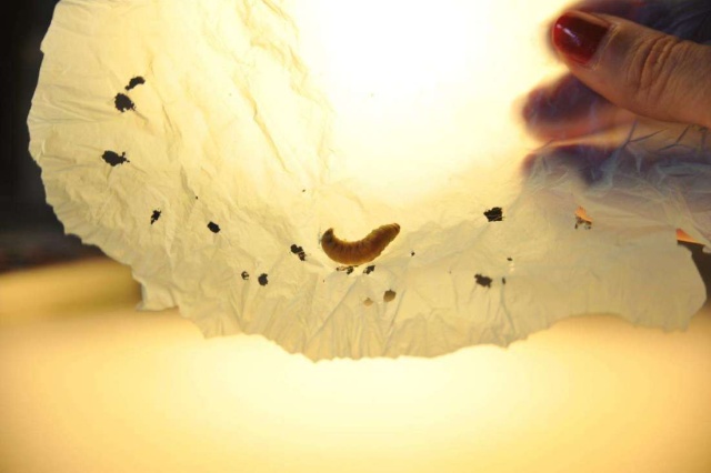 Ученые обнаружили червей, которые могут переваривать пластик