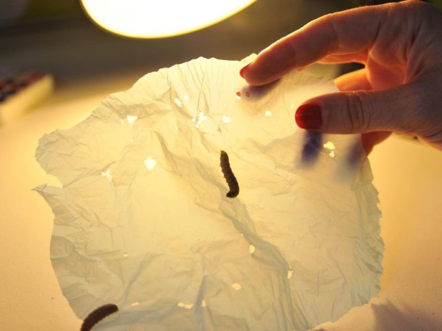 Ученые обнаружили червей, которые могут переваривать пластик