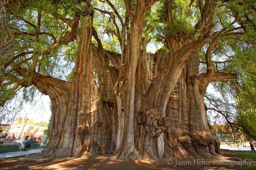 Самые странные и необычные деревья в мире