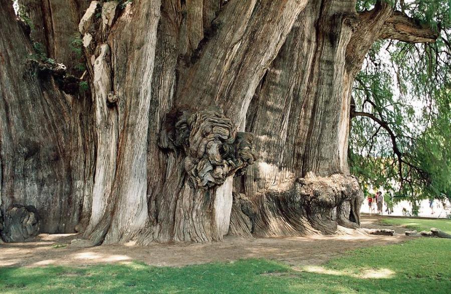 Самые странные и необычные деревья в мире