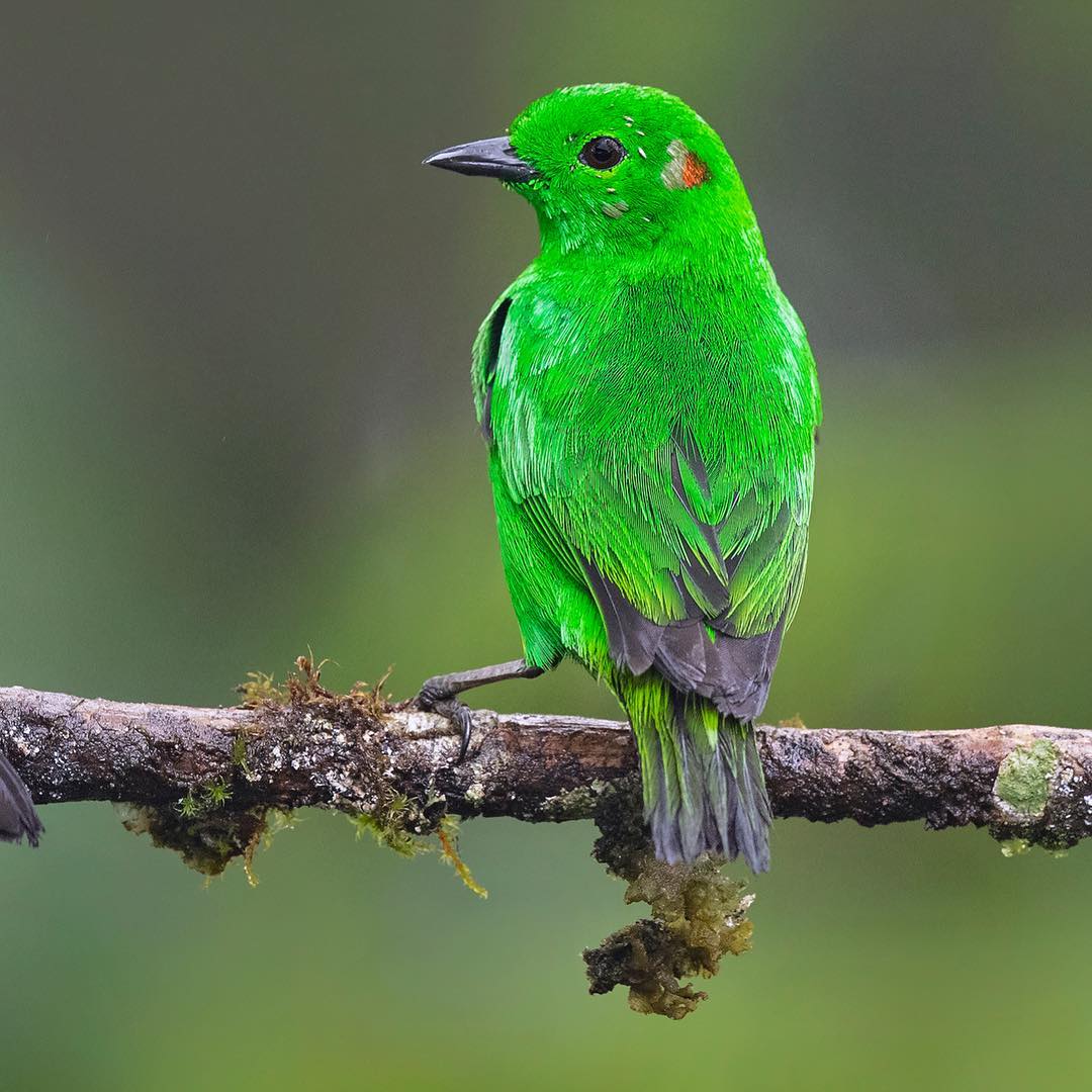 Красота птиц Индии в объективе Тхирумурти Ра