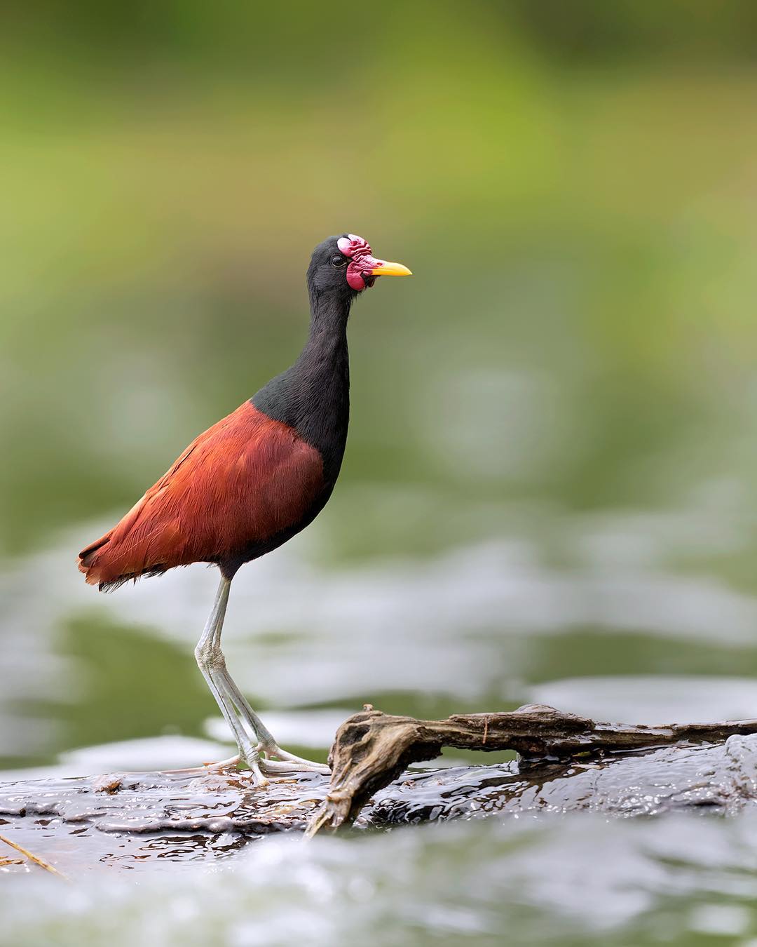Красота птиц Индии в объективе Тхирумурти Ра