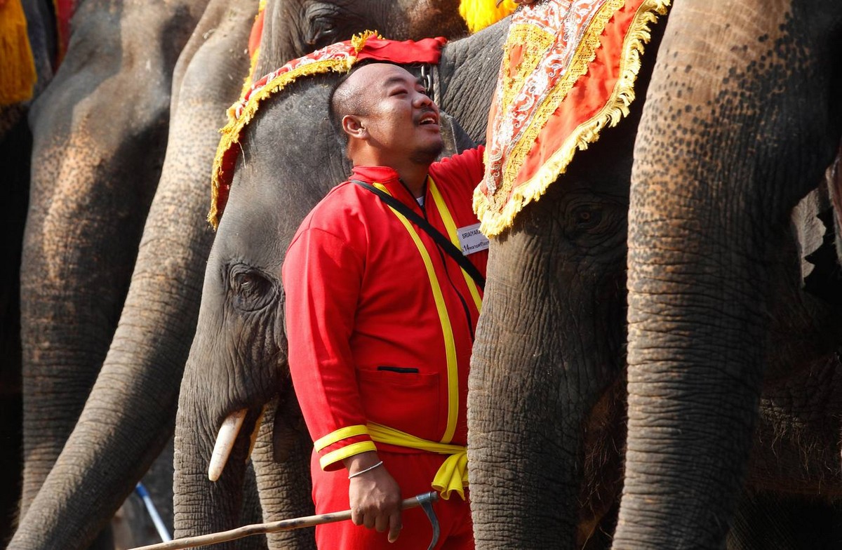 Национальный праздник тайского слона
