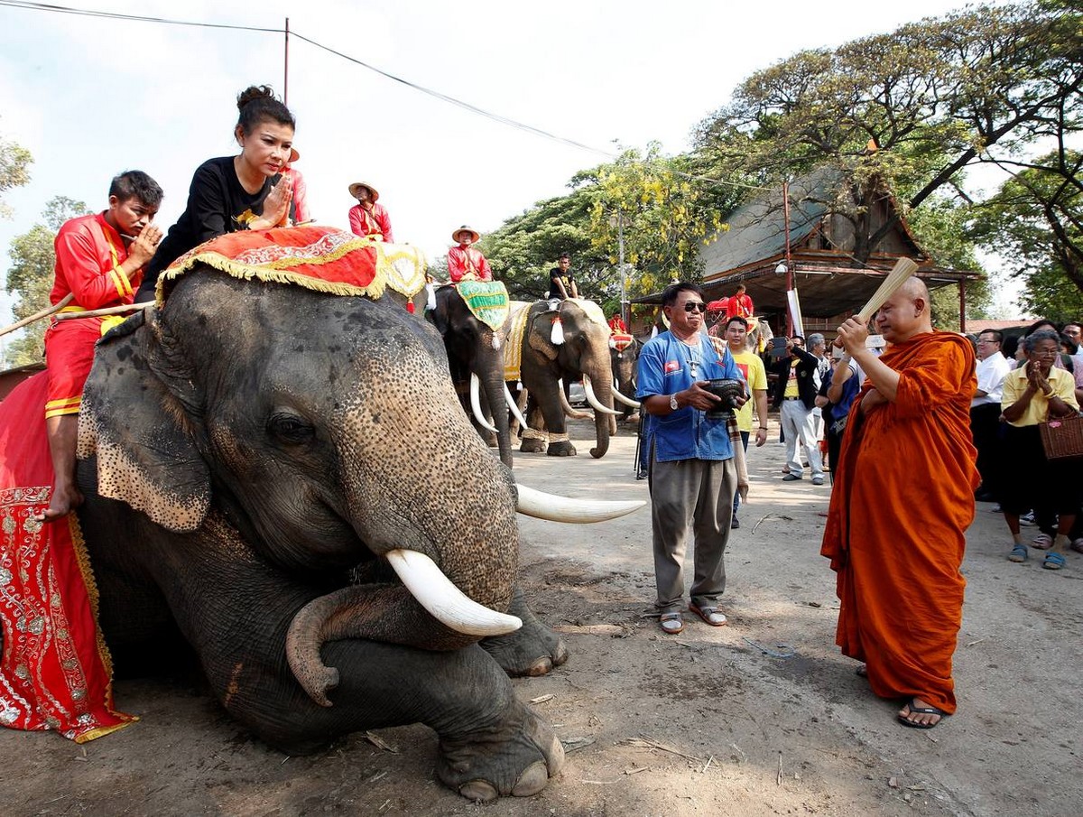 Национальный праздник тайского слона