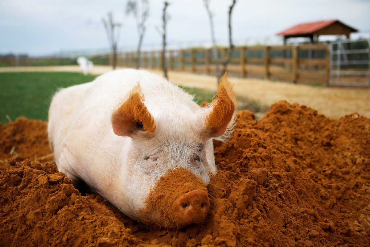 Ферма Freedom Farm для животных с ограниченными возможностями в Израиле