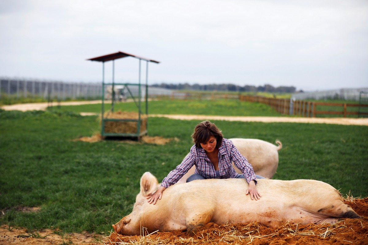 Ферма Freedom Farm для животных с ограниченными возможностями в Израиле