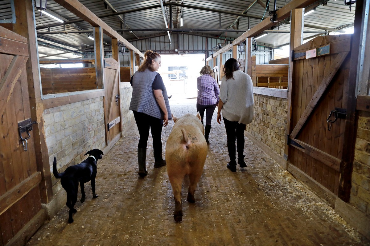 Ферма Freedom Farm для животных с ограниченными возможностями в Израиле