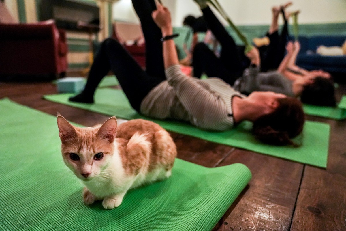 Йога с кошками в Нью-Йорке