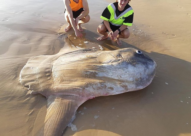Рыбаки из Австралии обнаружили на мелководье редкую рыбу-солнце