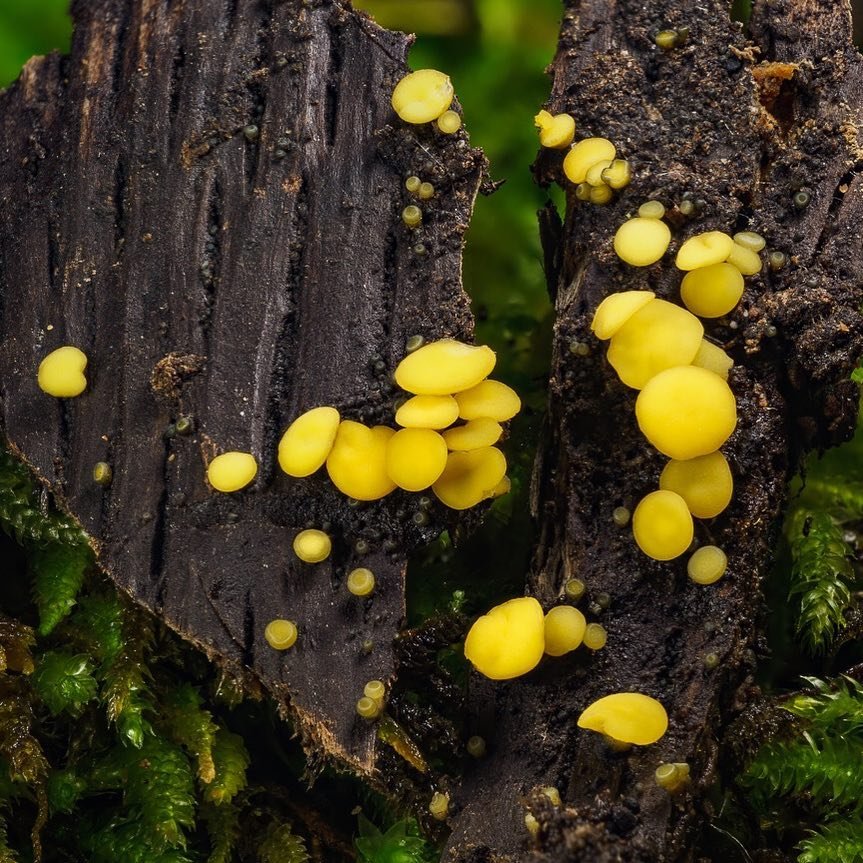 Удивительные грибы Северной Калифорнии