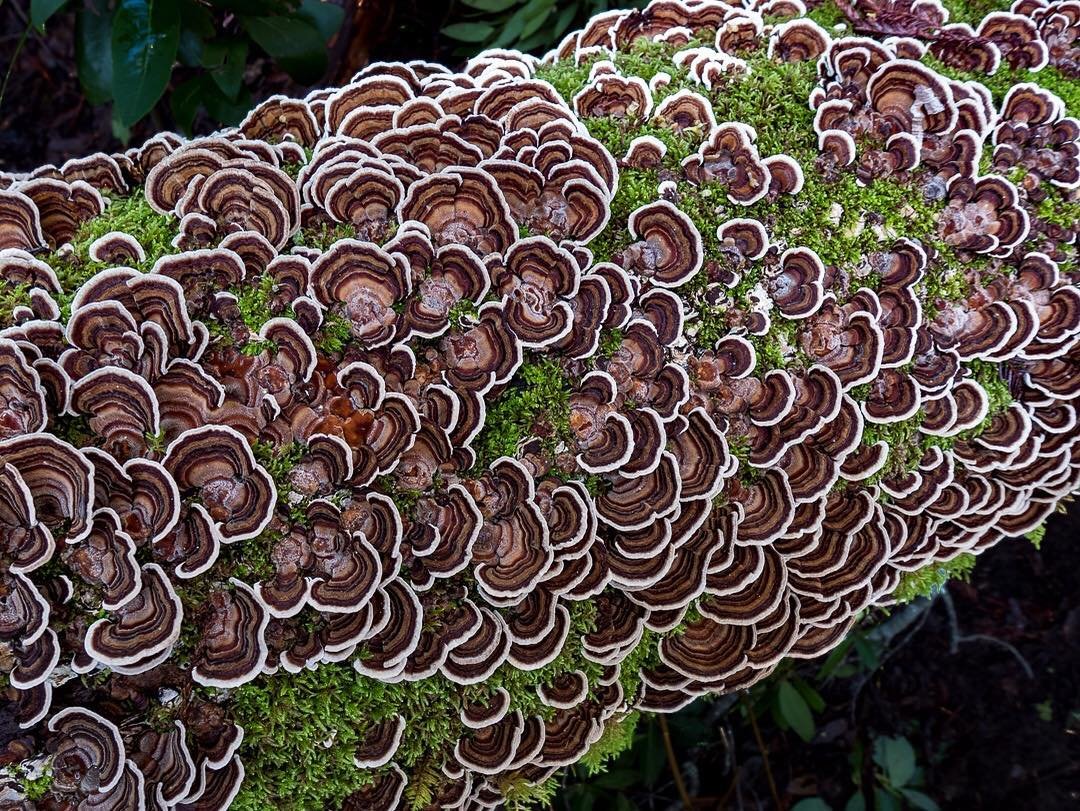 Удивительные грибы Северной Калифорнии