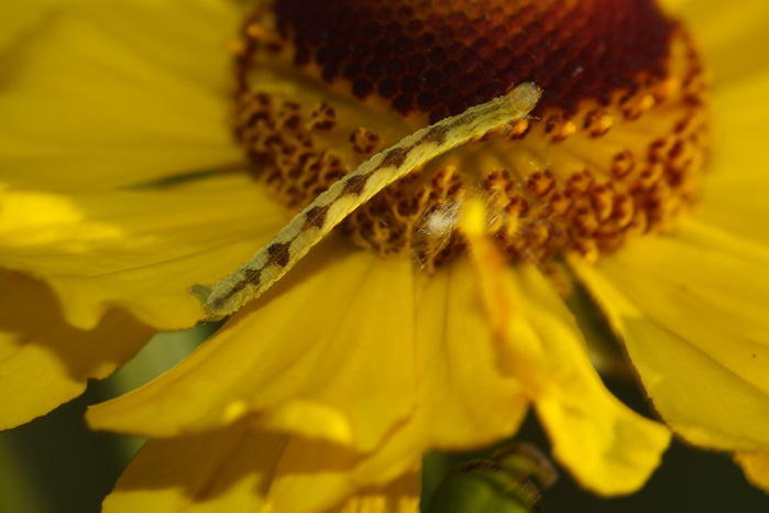 Гусеница-цветок и её защитный механизм