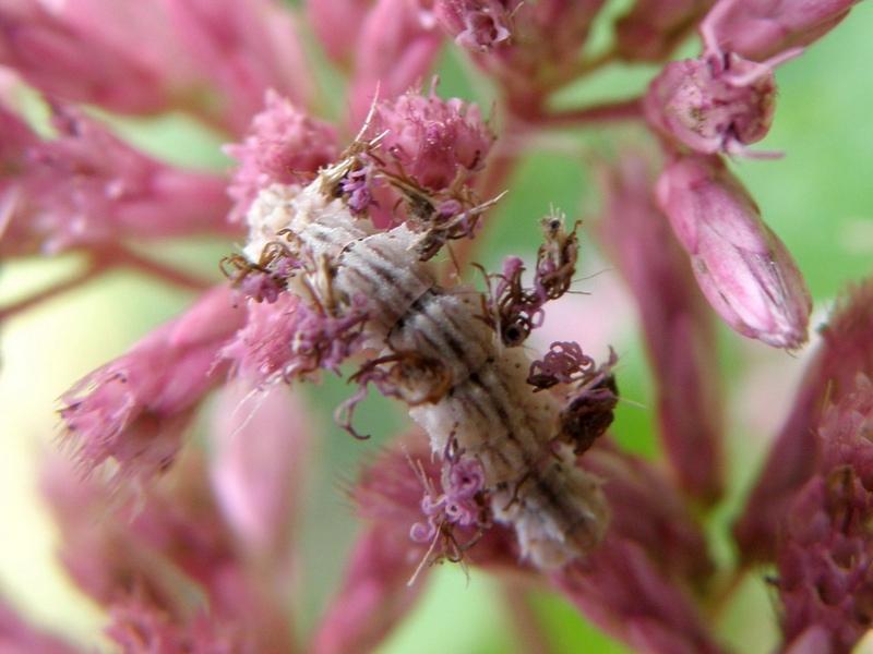 Гусеница-цветок и её защитный механизм