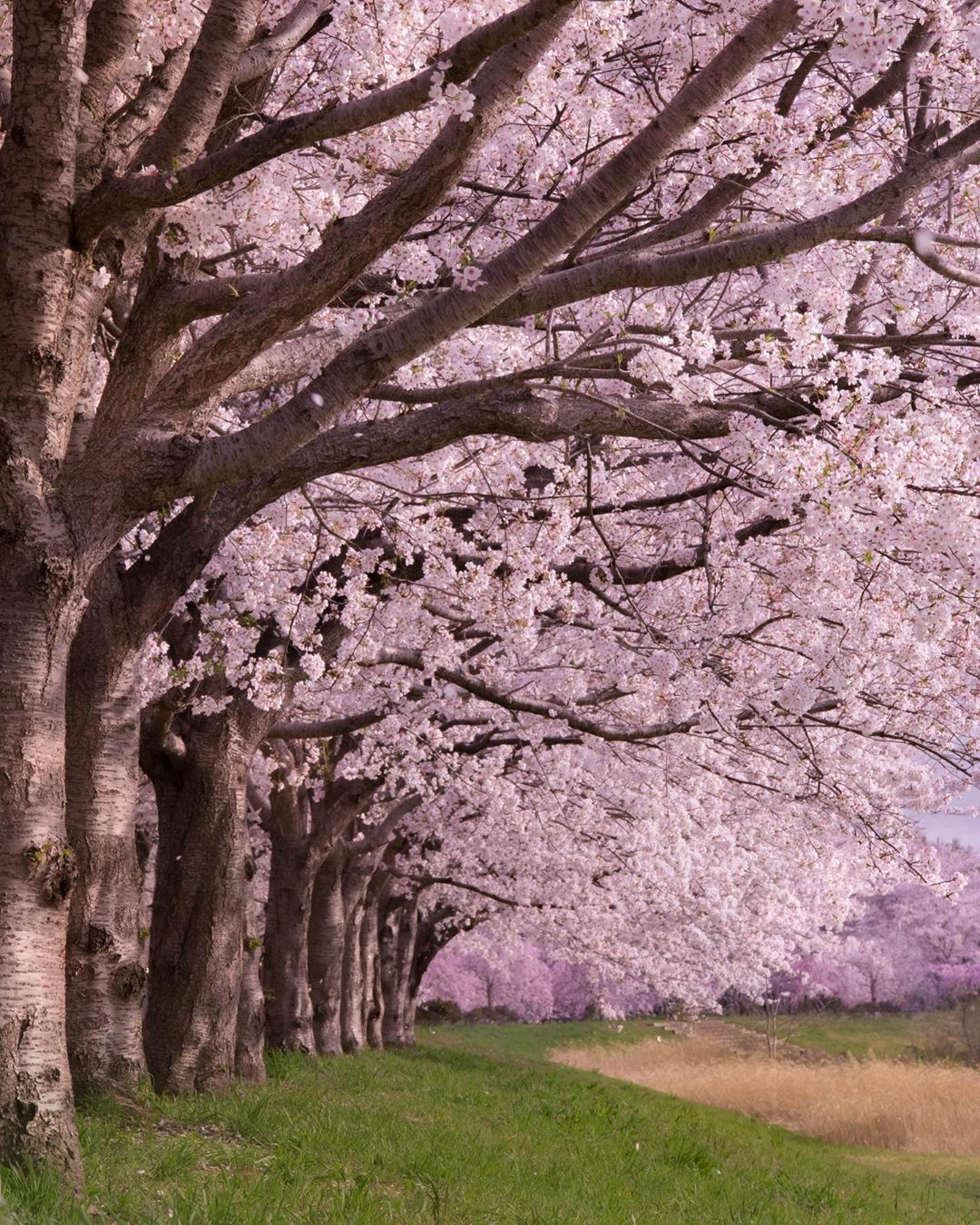 Красота японской природы на снимках Макико Самедзима
