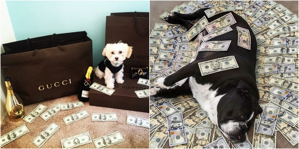 Rich Dogs Of Instagram: о жизни состоятельных собак