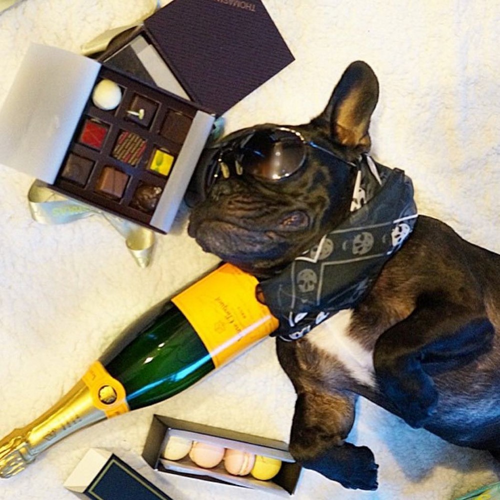 Rich Dogs Of Instagram: о жизни состоятельных собак