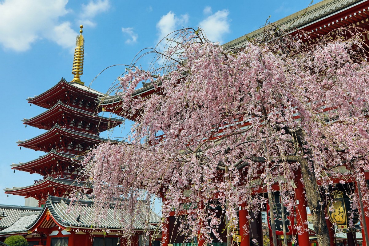 Sakura Blossom Tokióban