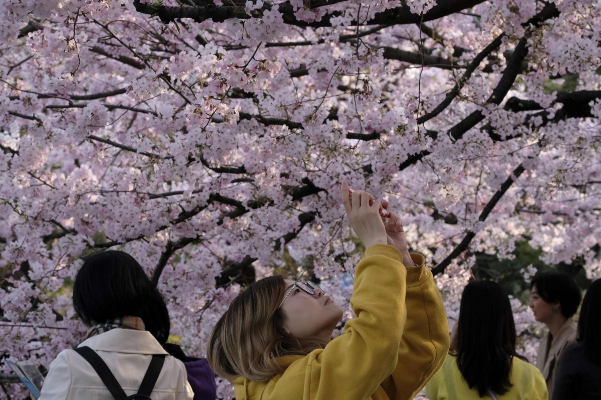 Sakura Blossom Tokióban