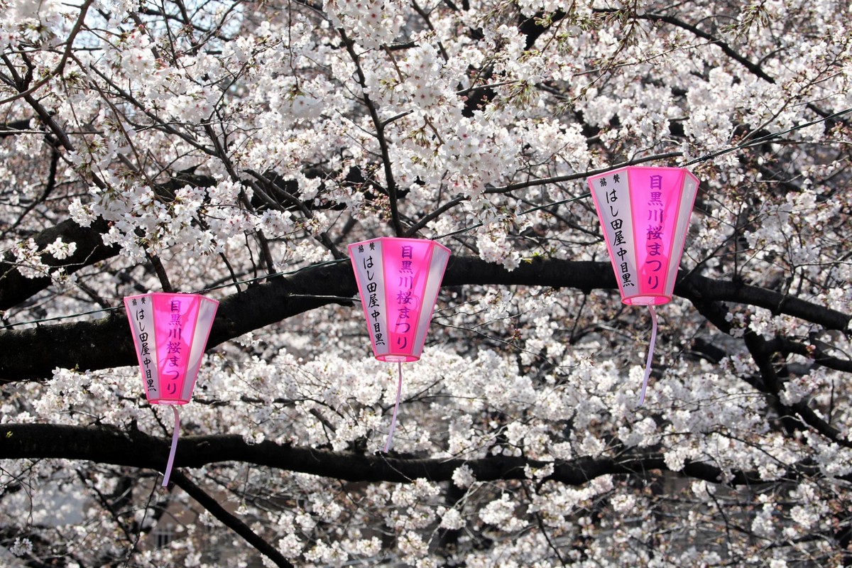 Цветение сакуры в Токио