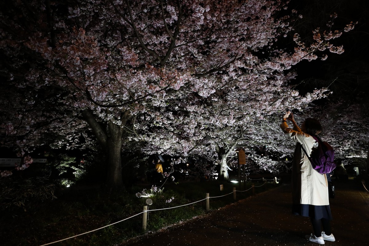Цветение сакуры в Токио