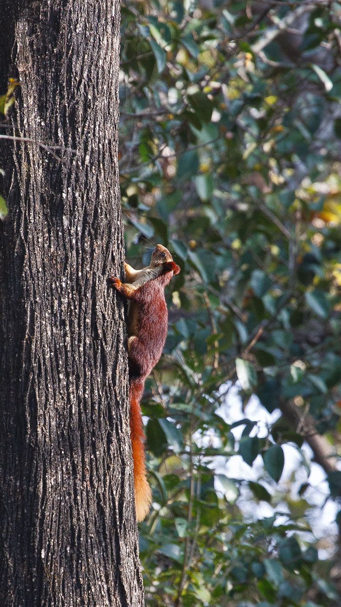 Tarka óriás mókusok Indiából