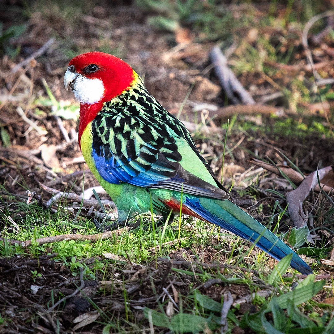 Красивые птицы Австралии на снимках Барри Бейкера