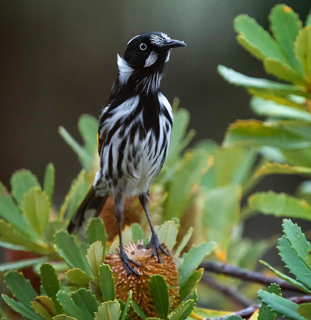 Красивые птицы Австралии на снимках Барри Бейкера