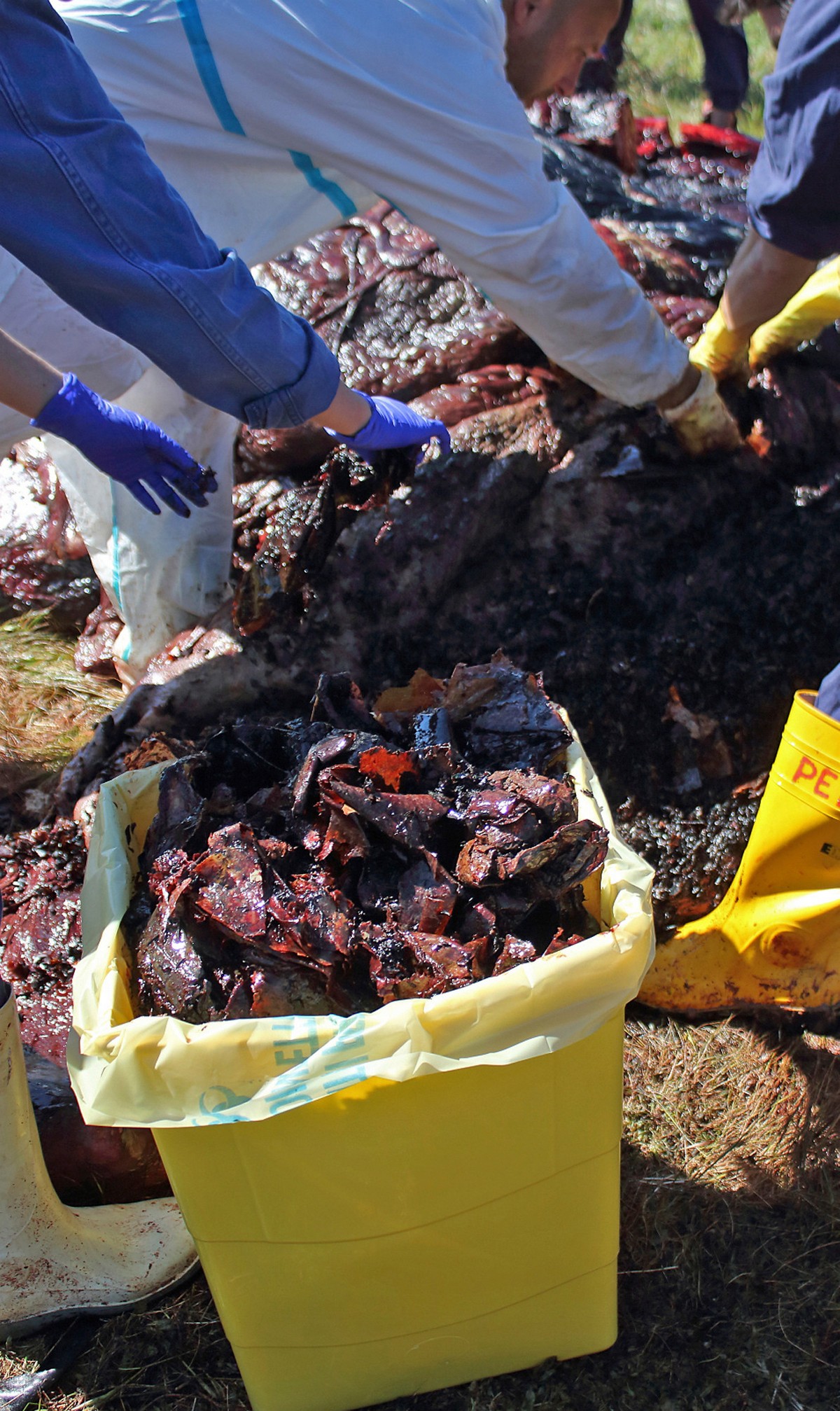 В желудке погибшего кита обнаружили 22 кг пластиковых отходов