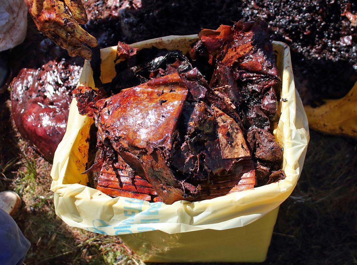 В желудке погибшего кита обнаружили 22 кг пластиковых отходов