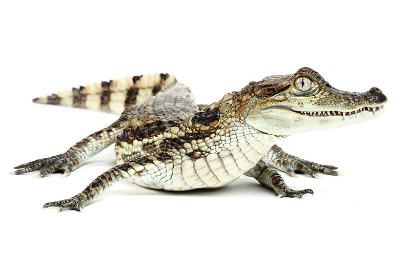 Очаровательные рептилии на снимках работника зоопарка