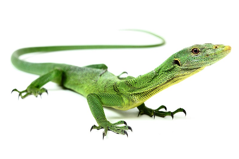 Очаровательные рептилии на снимках работника зоопарка