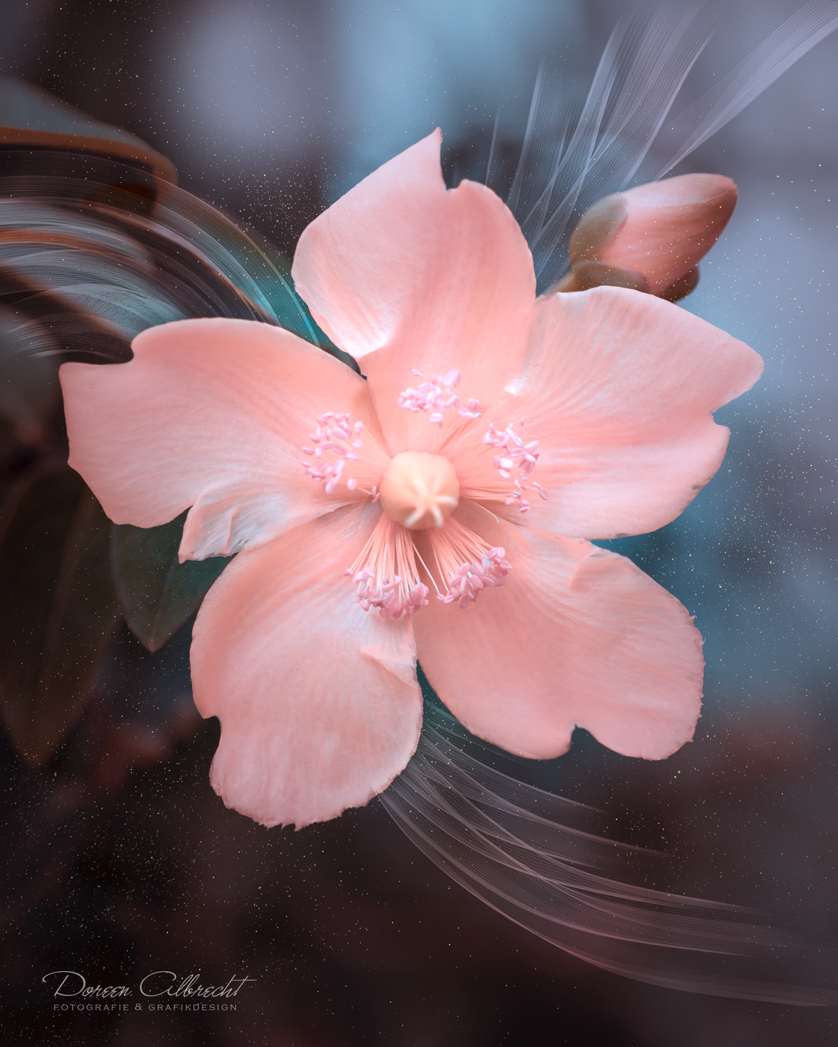 Волшебные снимки цветов от Дорин Альбрехт