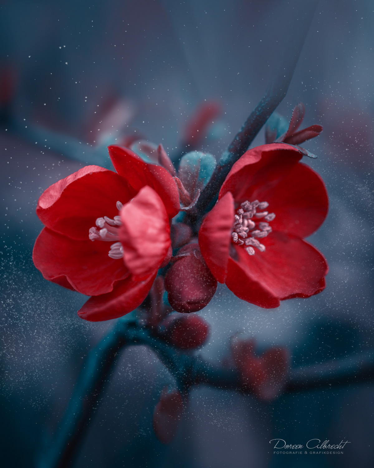 Волшебные снимки цветов от Дорин Альбрехт