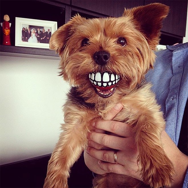 Забавный мячик с зубами для каждой собаки