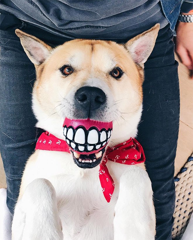 Забавный мячик с зубами для каждой собаки