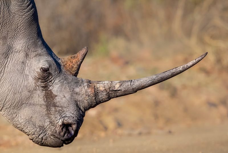 Спасение носорогов, у которых браконьеры отпилили рога