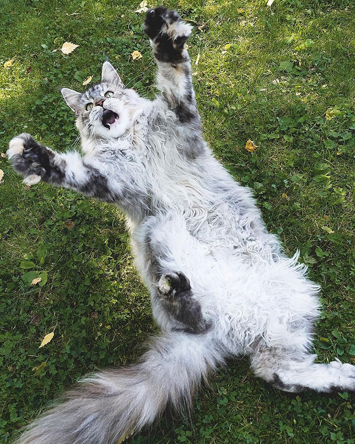 Забавные снимки кошек породы мейн-кун