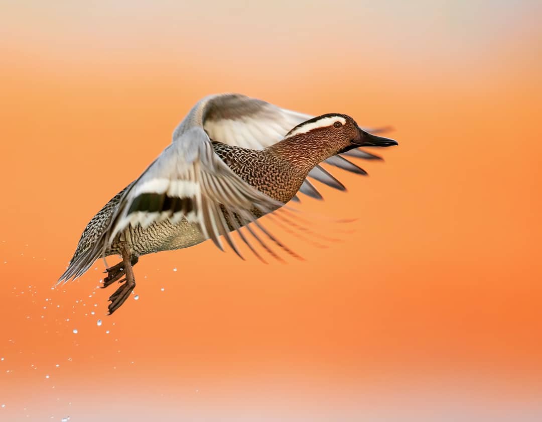 Красота птиц Италии на снимках Лоренцо Магнольфи