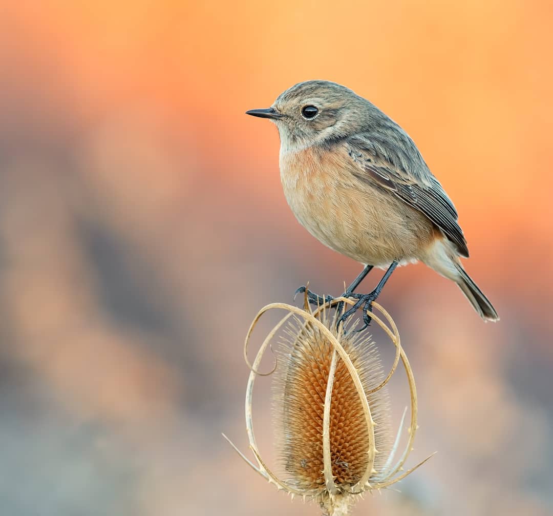 Красота птиц Италии на снимках Лоренцо Магнольфи