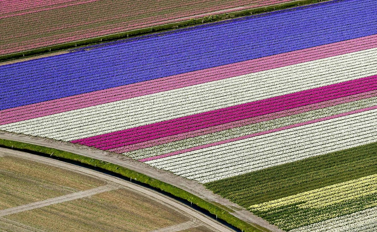 Virágzó tulipán mezők Hollandiában