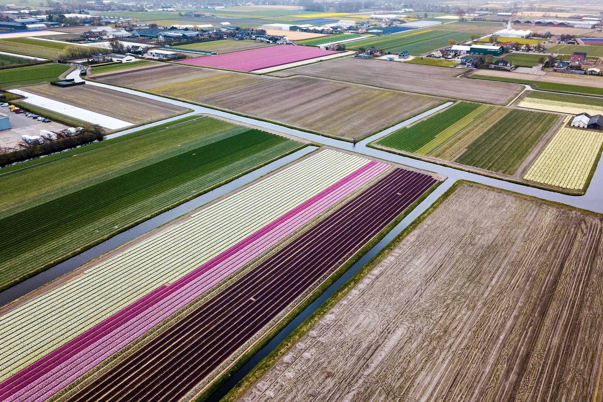 Virágzó tulipán mezők Hollandiában